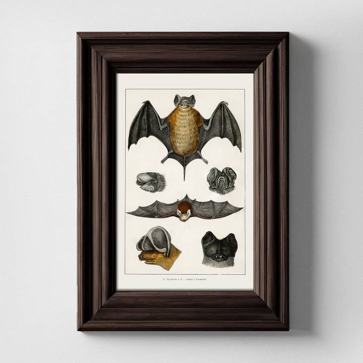 Vintage Bats Natural History Art Print for wholesale by Espi Lane
