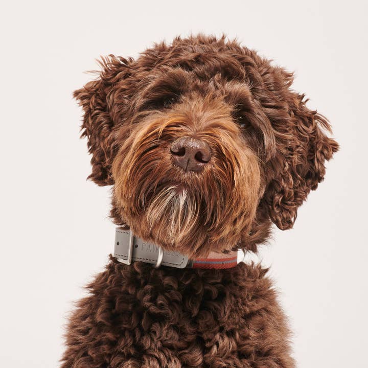 Pawness - Wholesale Pet Collar - Dog - Dog Collar Trix2