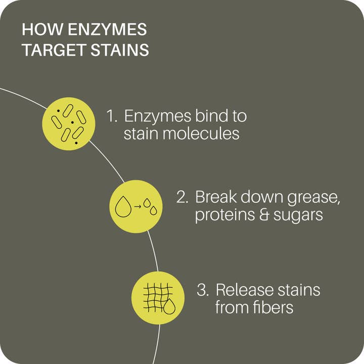 Everneat - Wholesale Stain Remover - Stain Remover Spray | Enzyme-powered laundry and upholstery2