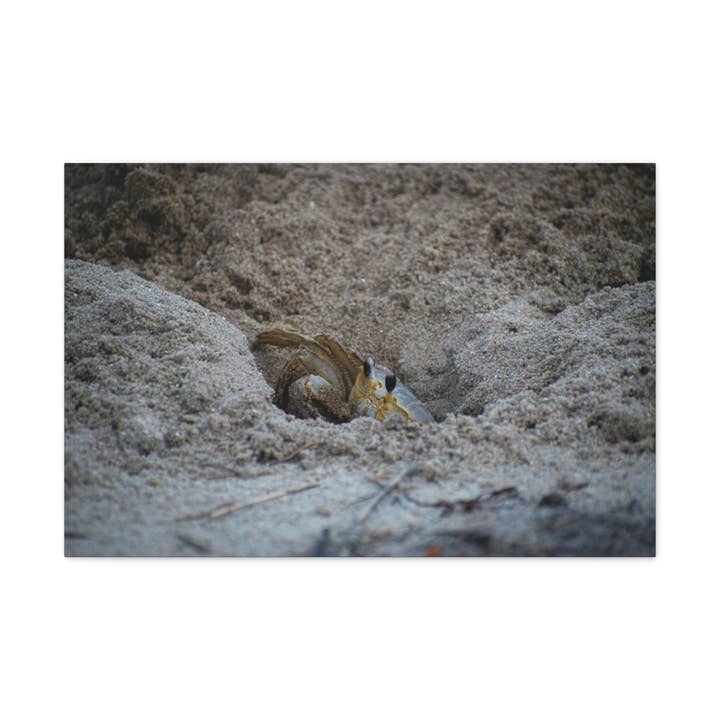 Feeling Crabby (Toile) pour la vente par Pretty Average Photography