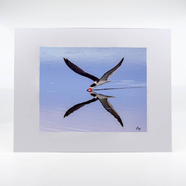 Artwork-Black Skimmer 1 for wholesale by Mike Ring Photography