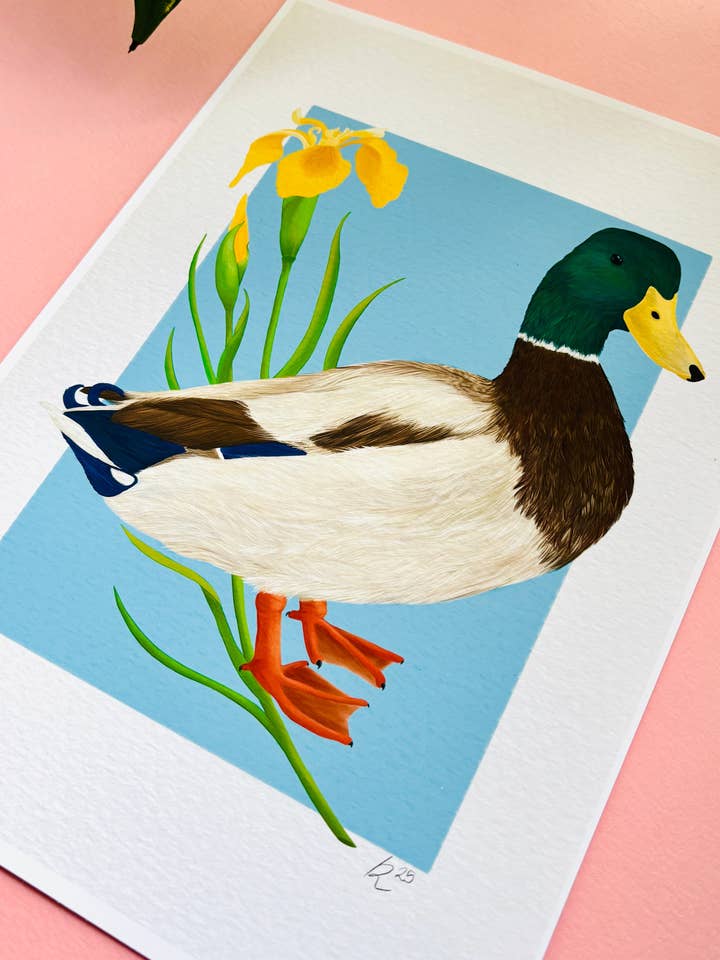 Mallard Duck Art Print- British Wildlife Illustration for Nature Lovers for wholesale by Pixiecraft