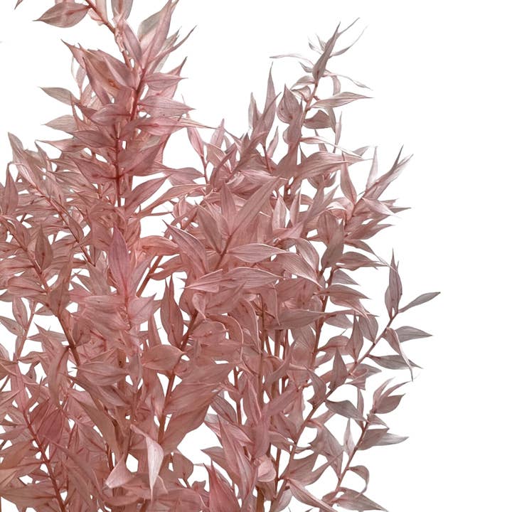 2626 Designs - Vendita all'ingrosso Piante artificiali - Ruscus conservato, lungo 22-24 pollici19