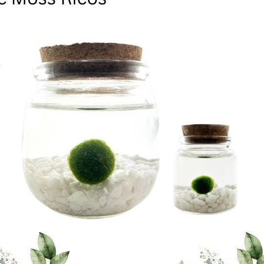 Moss Amigos | Moss Ball Terrariums - Wholesale Live Plant - Plant Boutique Retail Kit C0