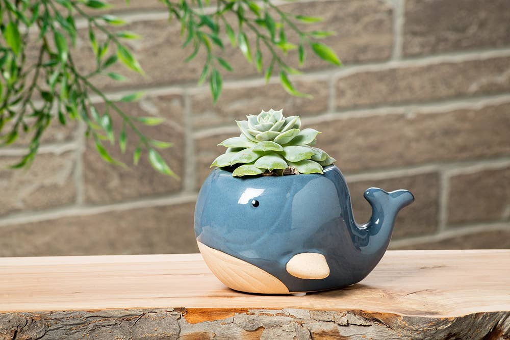 Abbott - Wholesale Plant Pot - Lg Blue Whale Planter-3"H-8781