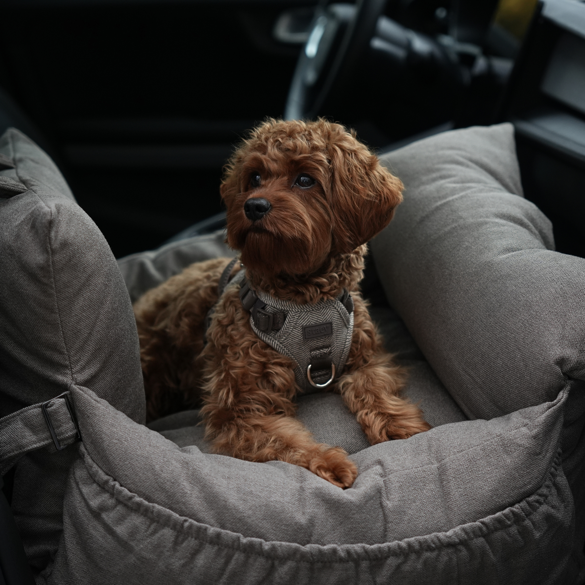 Staey - Wholesale Pet Carrier - Dog - Lara Car Seat | Taupe 2.09