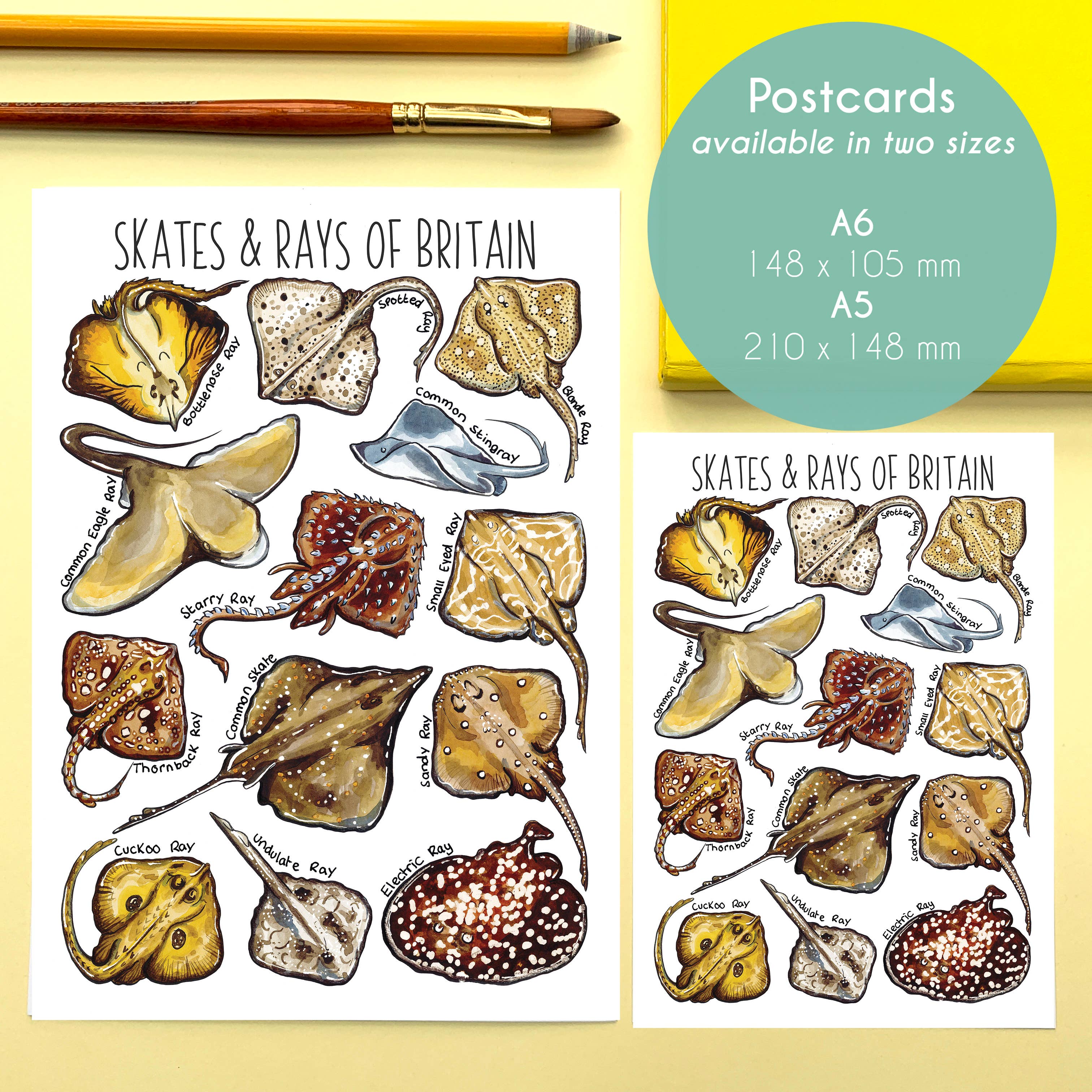 Alexia Claire Ltd - Wholesale Postcard - Skates & Rays of Britain Art Blank Postcard1