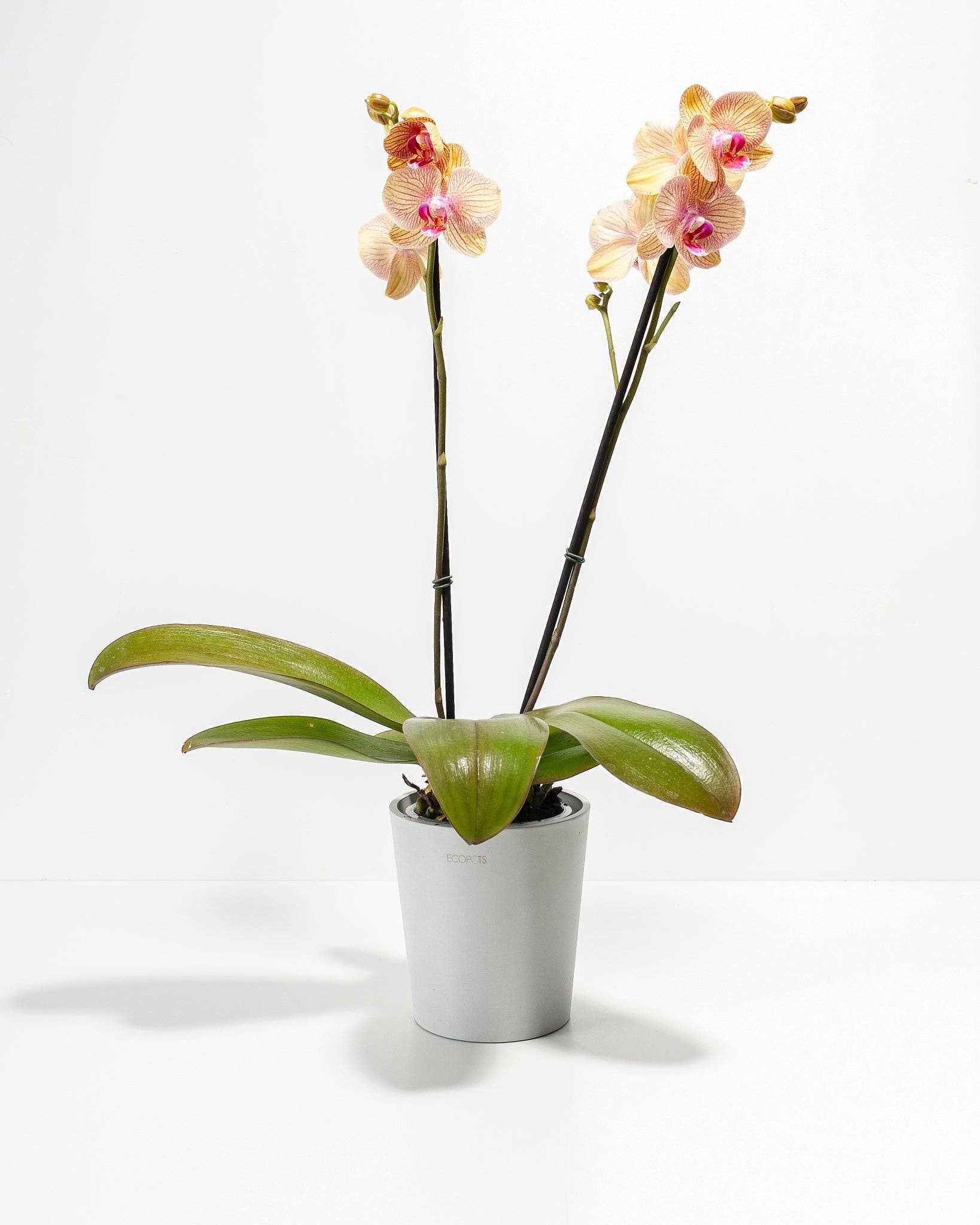 Lively Root - Wholesale Live Plant - Arcadia Phalaenopsis Orchid1
