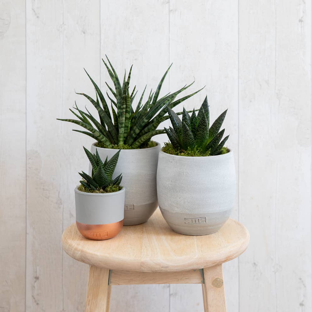 The Little Botanical - Wholesale Live Plant - Sansevieria Fernwood Punk10