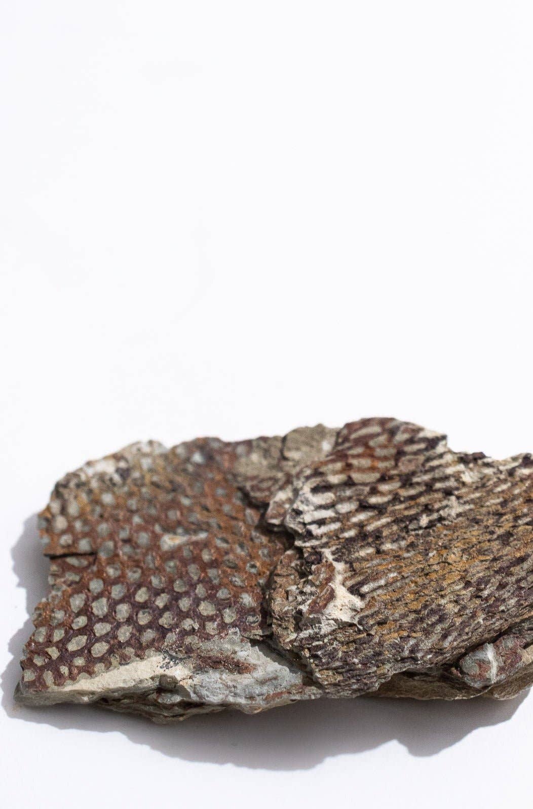 Stemcell Science Shop – wholesale Decorative tabletop object – Graptolite3