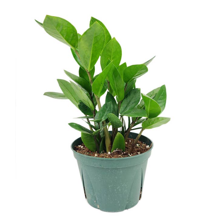 Best Plant Friend - Wholesale Live Plant - ZZ Plant - Zamioculcas Zamiifolia Houseplant - 4/6 inch Pot