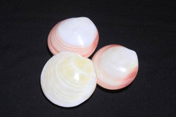 Darlene's Shells - Wholesale Decorative Tabletop Object - CODAKIA 3"0