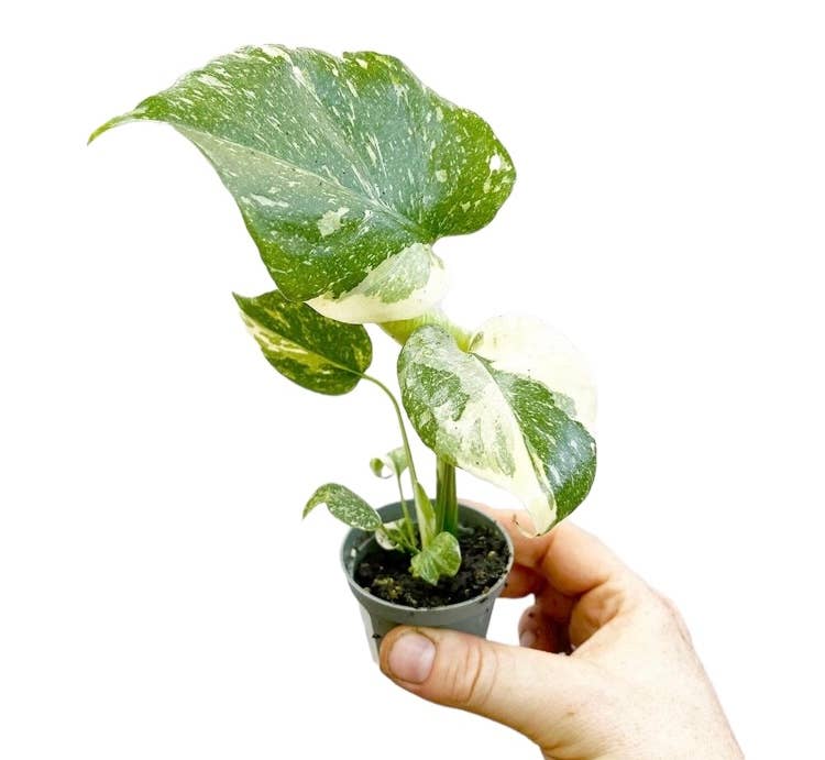 Dutch Flower Lady - Vendita all'ingrosso Piante vive - 10 piante rare di Monstera Thai Constellation in tutto il mondo0