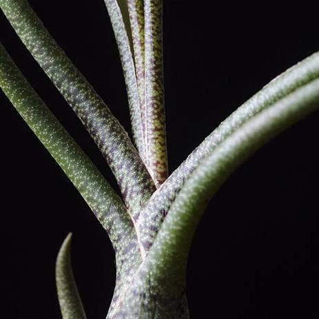 Tillandsia Butzii - Spotted Air Plant for wholesale by The Artizan Way