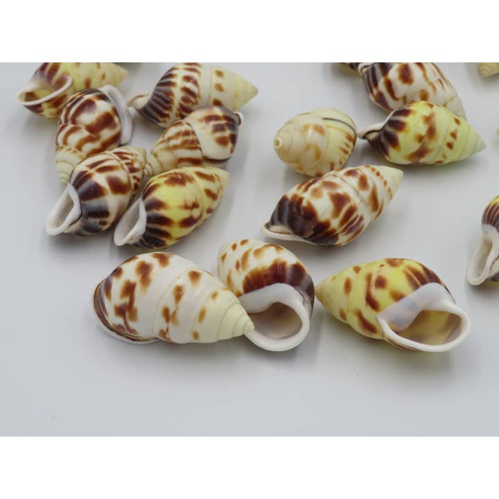 Cung cung gul - Skaller - strand - dekoration - kyst for engroshandel hos Product Import Holland