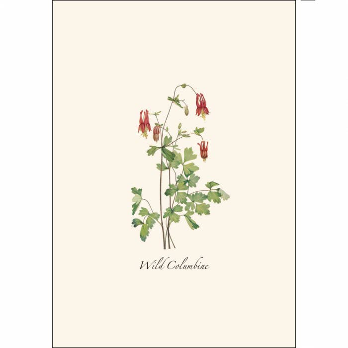 Earth Sky + Water - Wholesale Stationery/Notecard Set - Meadow Wildflower Asst.