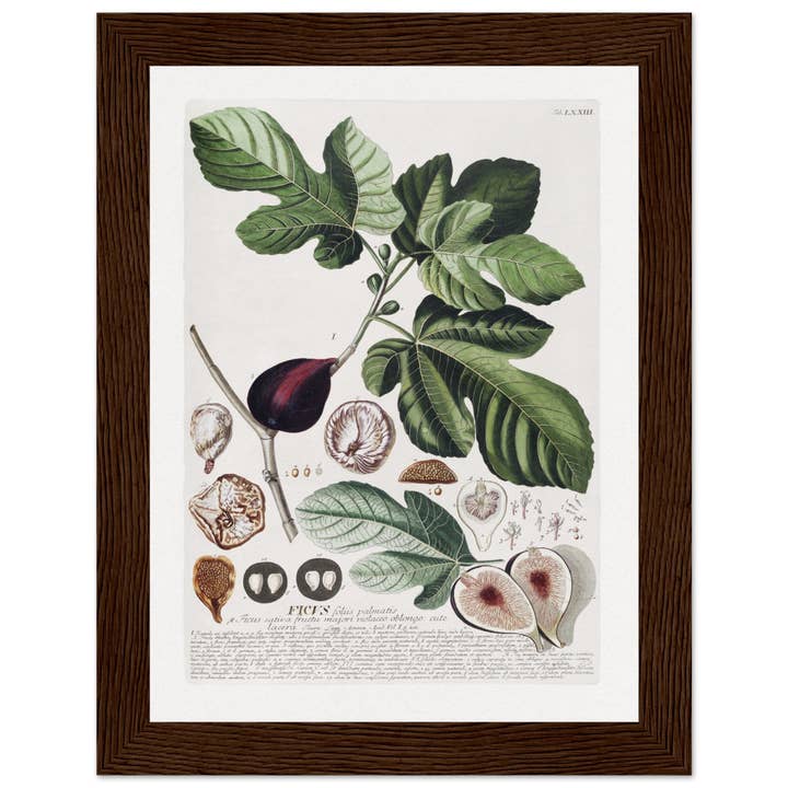 Maison de Paloma - Wholesale Art Print - Ficus7