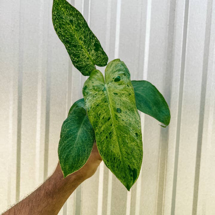 BWH Plant Co - Wholesale Live Plant - 4" Philodendron ‘Paraiso Verde’