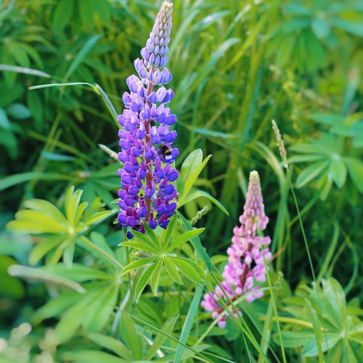 Whitworth Gallery - Wholesale Plant Seeds - Alaskan Lupin Wildflower Seed Packets5