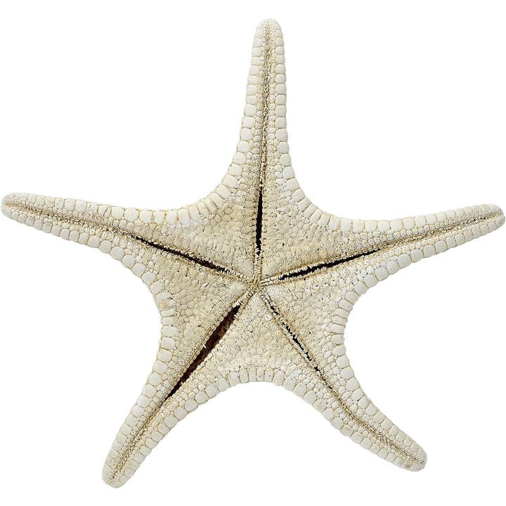 HS Seashells - Wholesale Decorative Tabletop Object - White Knobby Starfish 8-10"