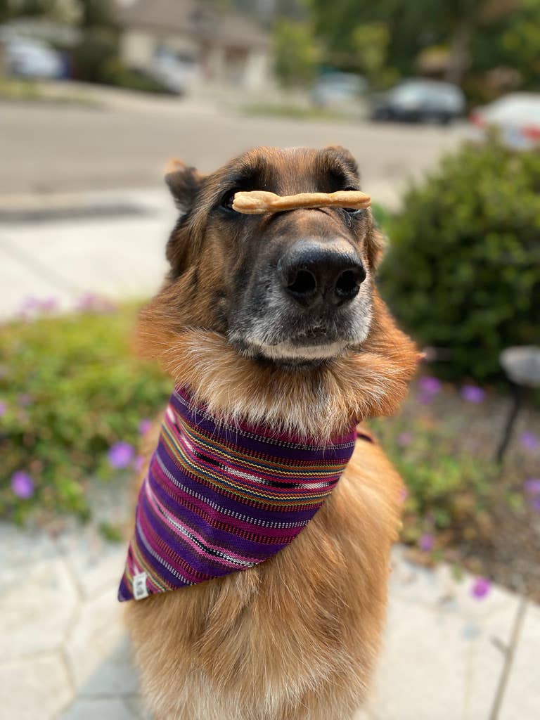 Sam & Nala | intentional style for pets & their people - Vendita all'ingrosso Bandana - Cani - Bandana per cani Lite & Bright tessuta a mano/commercio equo4