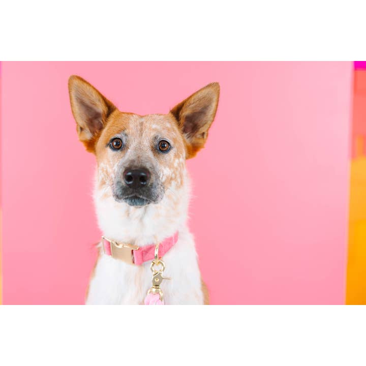 Pink Papyrus | Premium, Durable, & Stylish Dog Products - Wholesale Pet Collar - Dog - Ella Dog Collar | Pink Dog Collar | Dog Collar