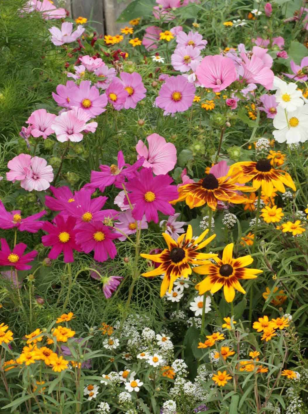 Silver Circle Products - Wholesale Plant Seeds - Cottage Garden Seed Stones4