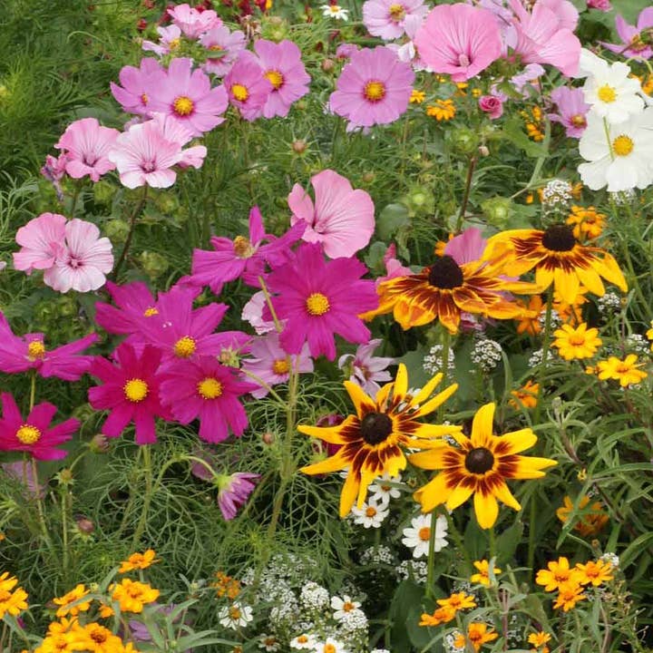 Silver Circle Products - Wholesale Plant Seeds - Cottage Garden Seed Stones4