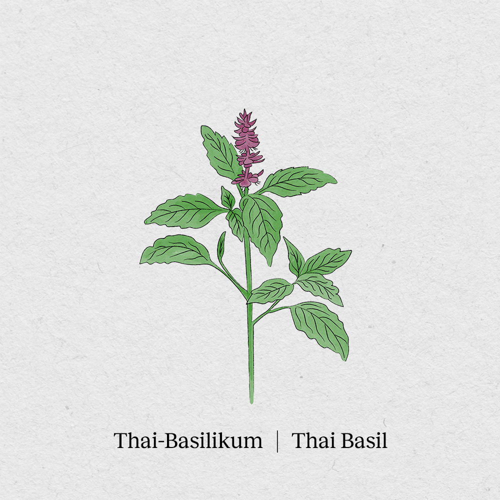 BerlinGreen - Wholesale Plant Seeds - Thai basil1