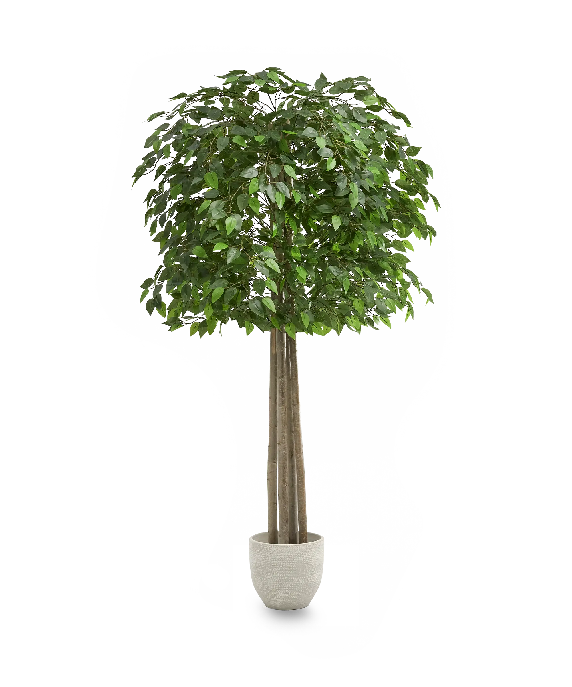 Maia Shop - Wholesale Artificial Plant - Excelsior Artificial Ficus 190 cm1