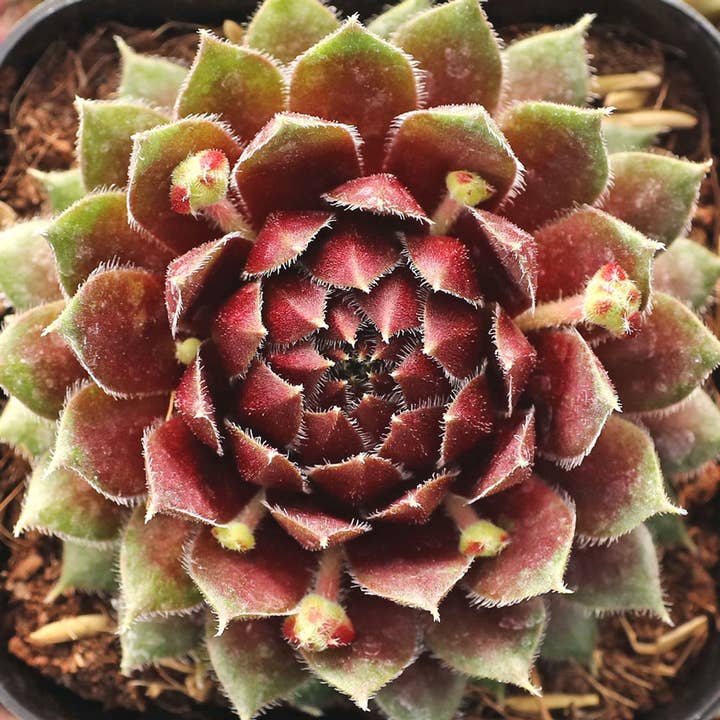 Best Plant Friend - Wholesale Succulent - Sempervivum 'Ohu Om Ohu' Succulent 2in Grower Pot