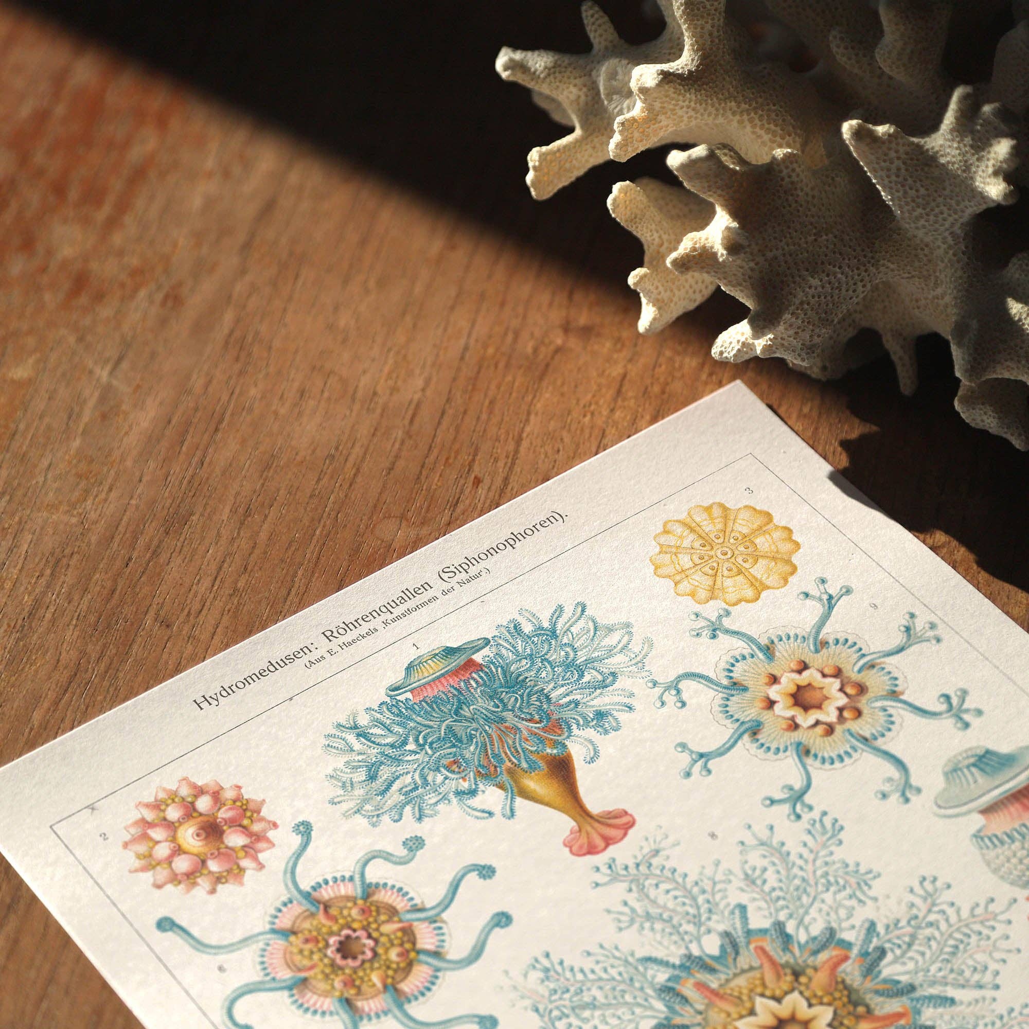 Aster Edition – Großhandel Poster – Poster: Hydromedusen – Ernst Haeckel5