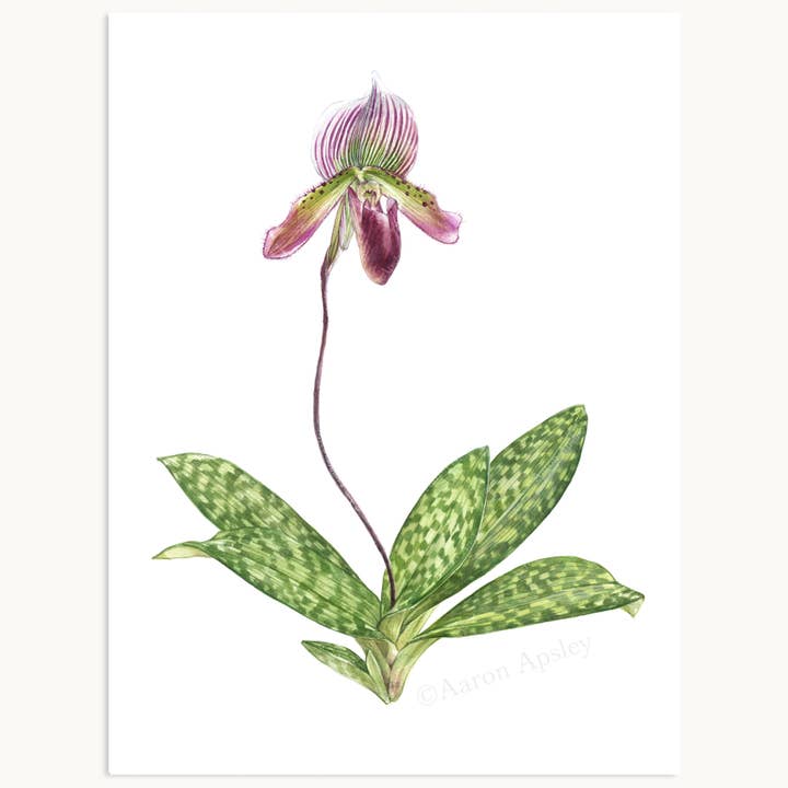 Aaron Apsley Artwork - Wholesale Art Print - Paphiopedilum Orchid Print