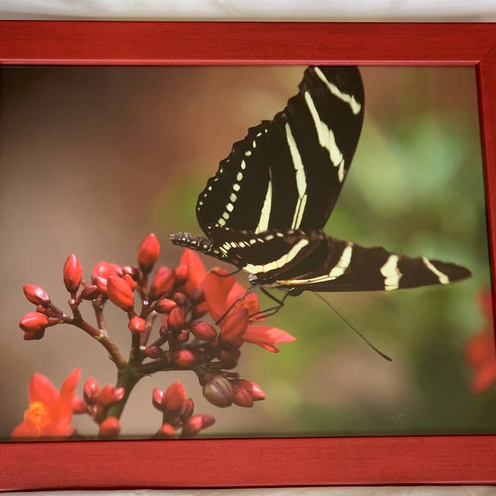 Top of the World - red framed wall print for wholesale by Analogy Designs