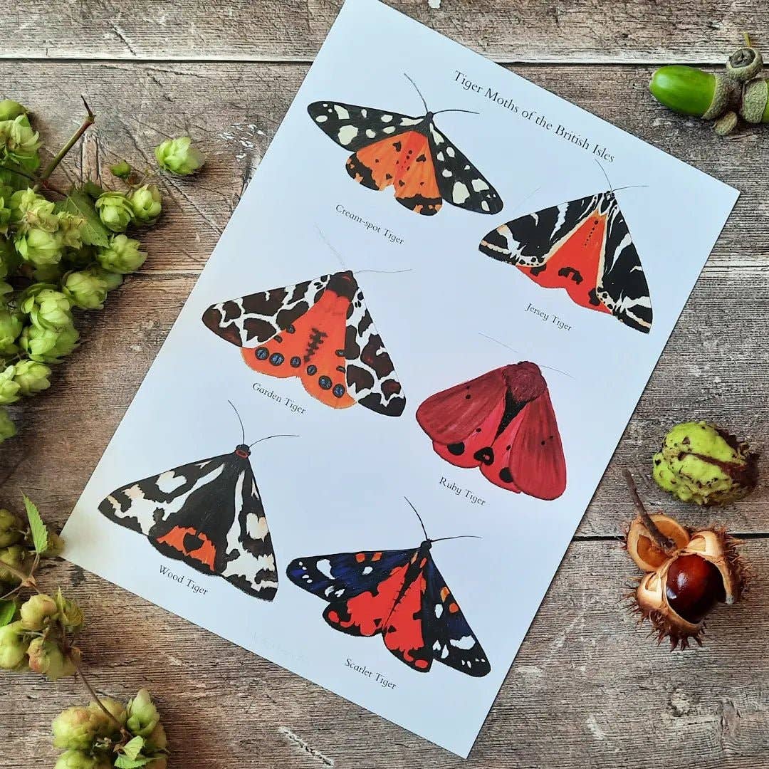 At the Cherry Tree - Wholesale Poster - A4 Tiger Moths of the British Isles - Poster Print0