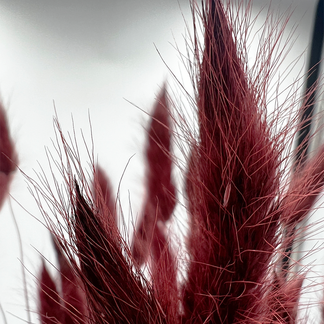 2626 Designs - Wholesale Dried/Pressed Flowers - Bunch Dried Bunny Tails Grass-20-24"  apx 1 oz4