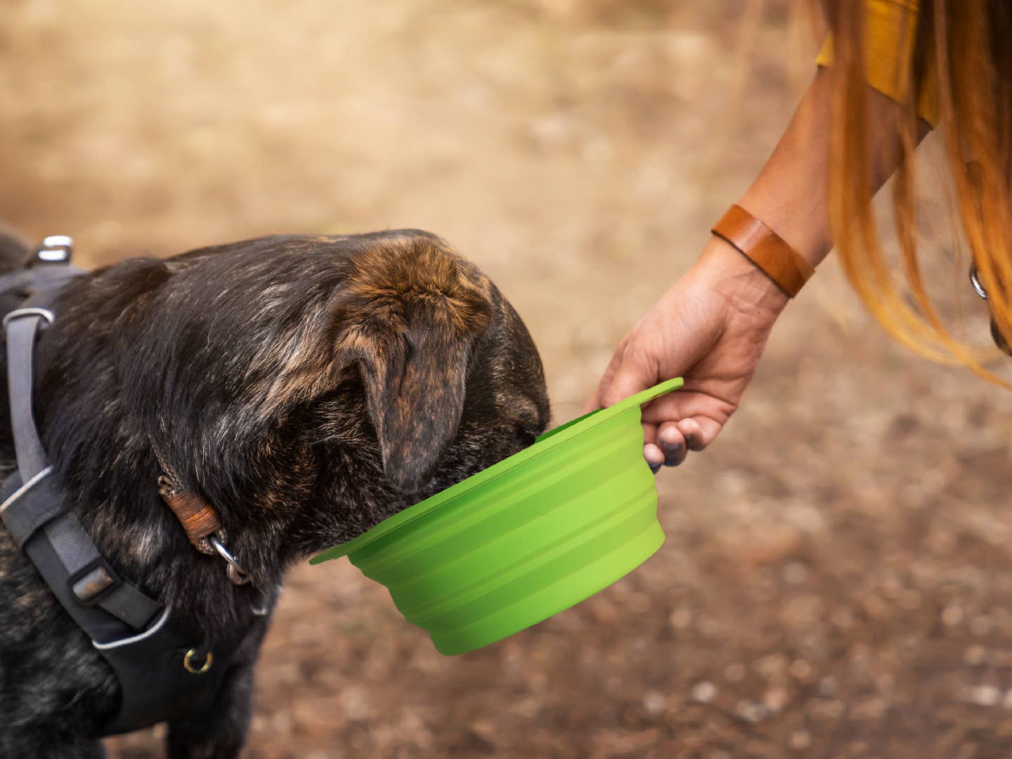 Mighty Paw - Wholesale Pet Bowl - Cat/Dog - Collapsible Travel Dog Bowl Set6