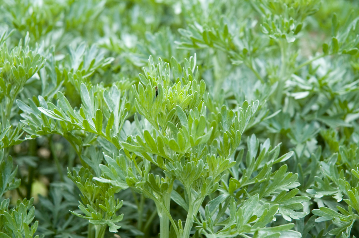 lotusleafaltars - Vente Graines de plantes - Set de graines de plantes magiques, avec des guides de culture colorés !10