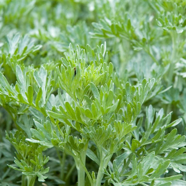 lotusleafaltars - Vente Graines de plantes - Set de graines de plantes magiques, avec des guides de culture colorés !10