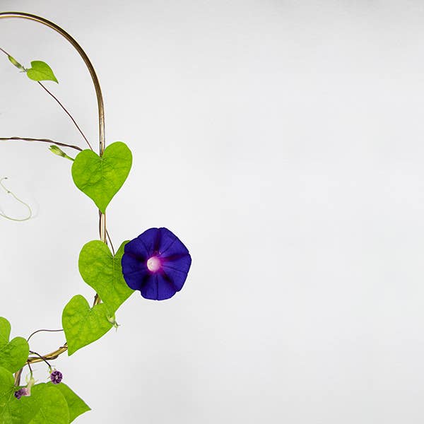 Botanopia - gifts , decor and cards for plant lovers - Wholesale Plant Seeds - Climbing Blooms Seed Mix5