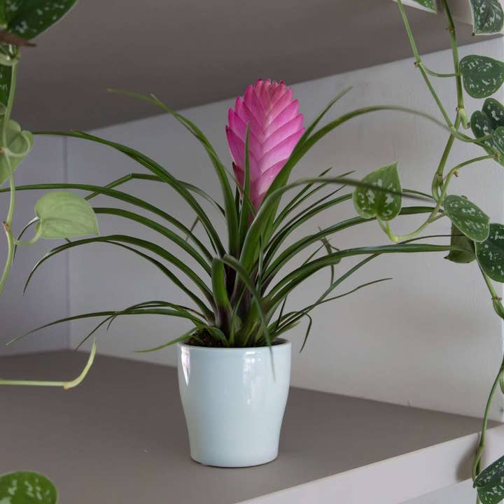 Oasis of Life - Wholesale Live plant - Tillandsia Cyanea 'Pastel' – 3 plants in ceramic pot Ø7cm – Height 20–30cm – Exotic houseplants with pink flowers – Easy-care air-purifying bromeliads for home & office6