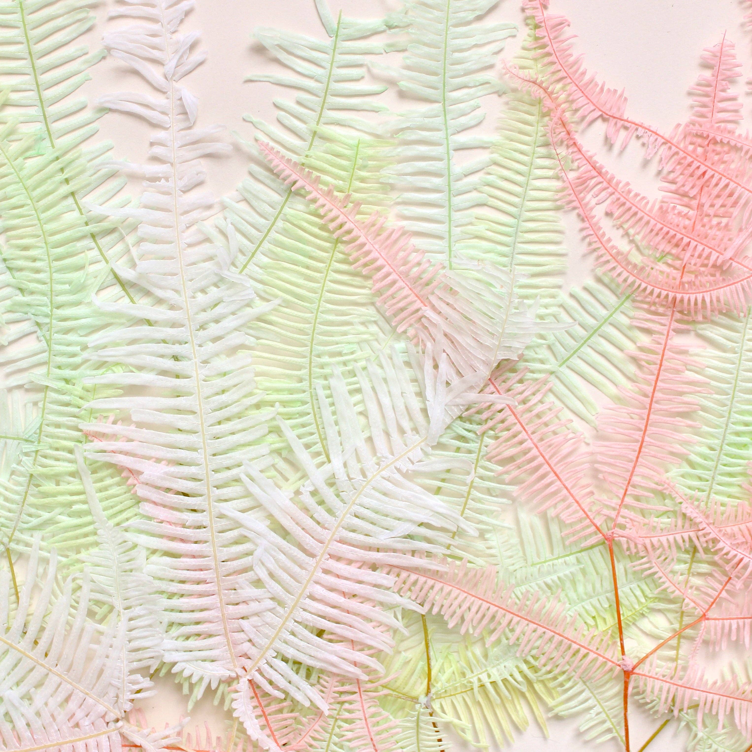 Roxanne's Dried Flowers - Wholesale Dried/Pressed Flowers - Fern - Preserved Mountain4