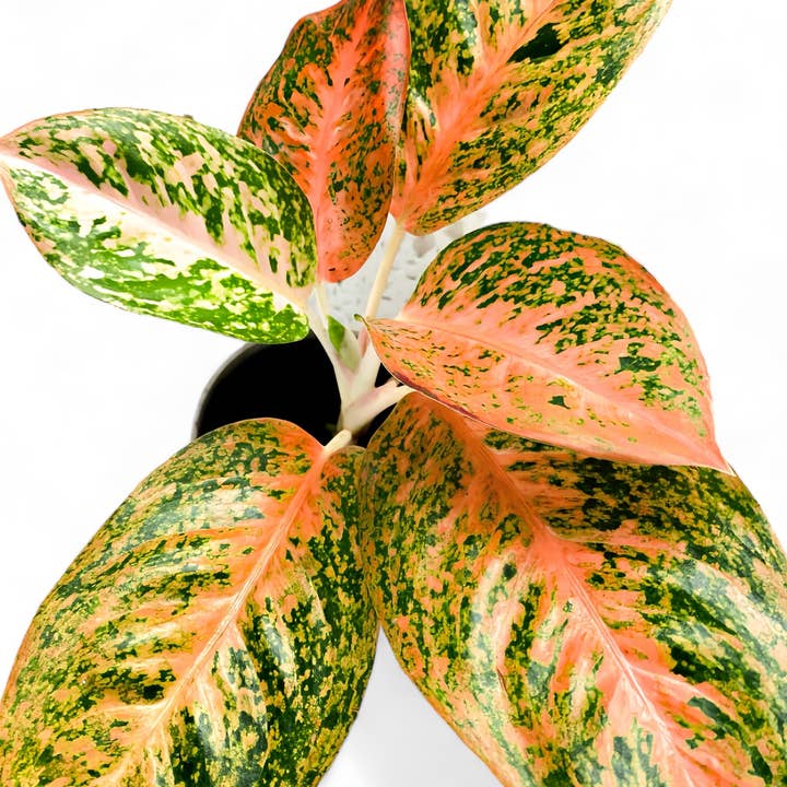Plant Vault - Wholesale Live Plant - Aglaonema Orange Stardust