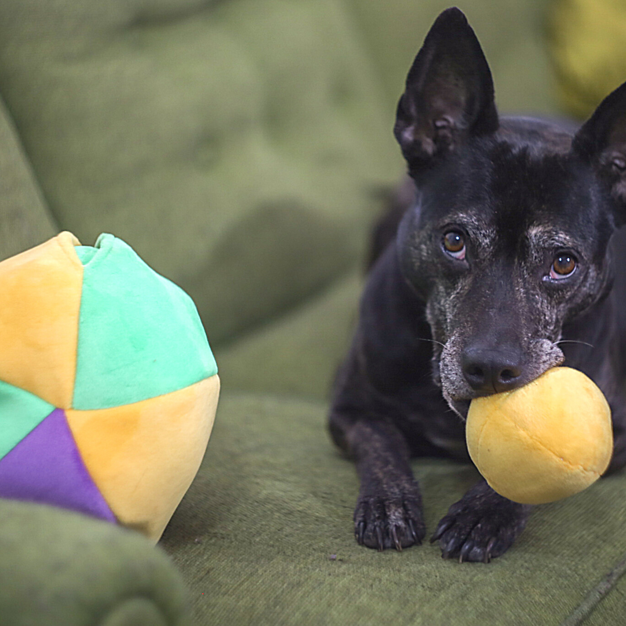 Midlee Designs - Wholesale Speeltje - Hond - Midlee Hide a Ball Dog puzzel speelgoed met pluche pieperballen11