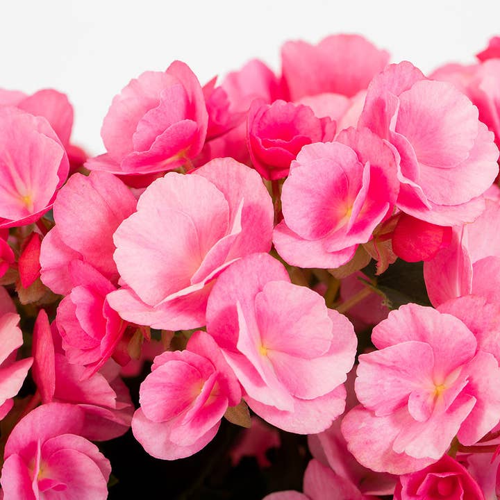 The Little Botanical – wholesale Live plant – British Grown Betulia - Light (Candy) Pink