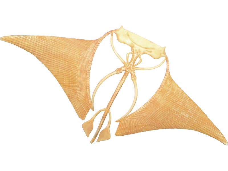 TEDCO Toys - Wholesale Classic Toy - Kids - 4D Manta Ray3