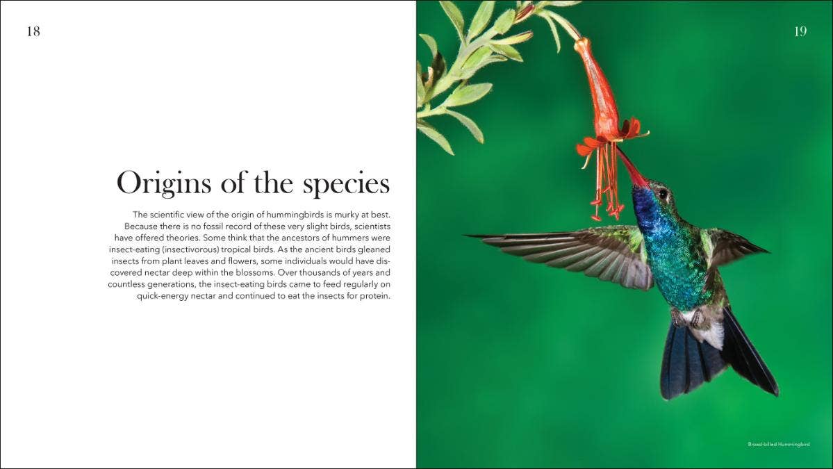 AdventureKEEN - Wholesale Nature & Outdoors - Hummingbirds: Marvels of the Bird World4