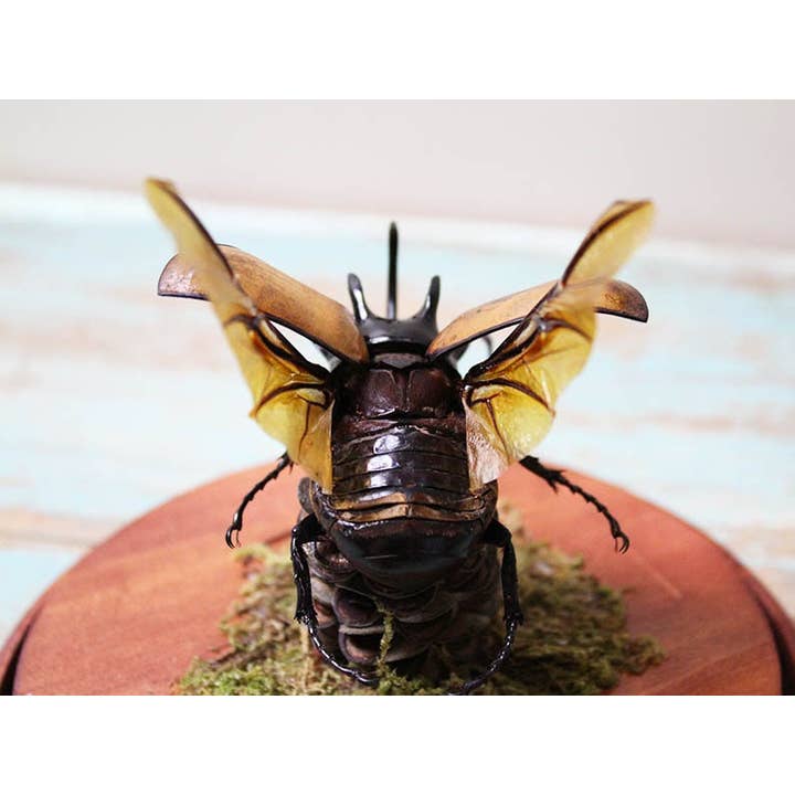 Newman Art Designs - Wholesale Decorative Figurine - 5 horned rhinoceros beetle in a dome