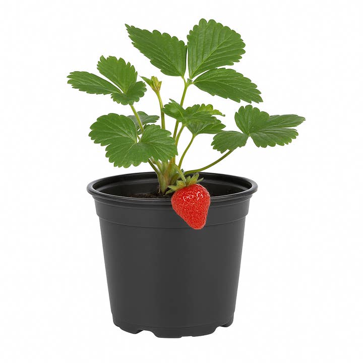 Oasis of Life - Wholesale Live plant - Fragaria – Raspberry Strawberry – 3 plants – rare rarity with unique aroma of raspberry & strawberry – aromatic fruits – hardy & easy to care for, for garden & balcony