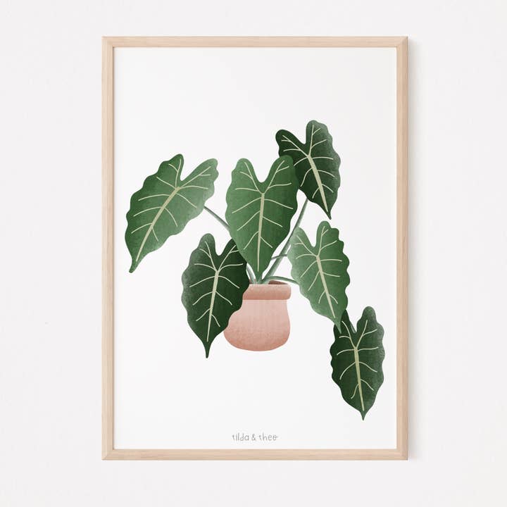 Poster Begonia houseplant - boho plant botanical prin for wholesale by Tilda&Theo